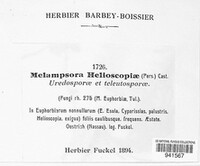 Melampsora euphorbiae image